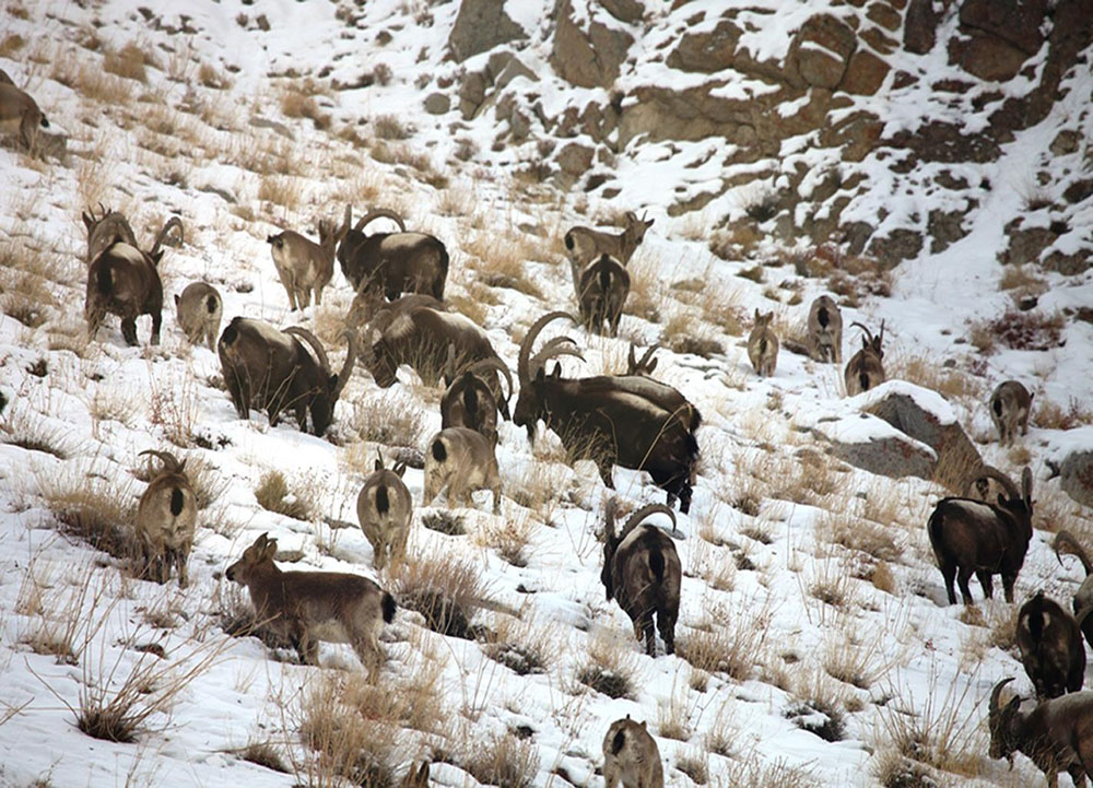 Best Travel Agent in Ladakh